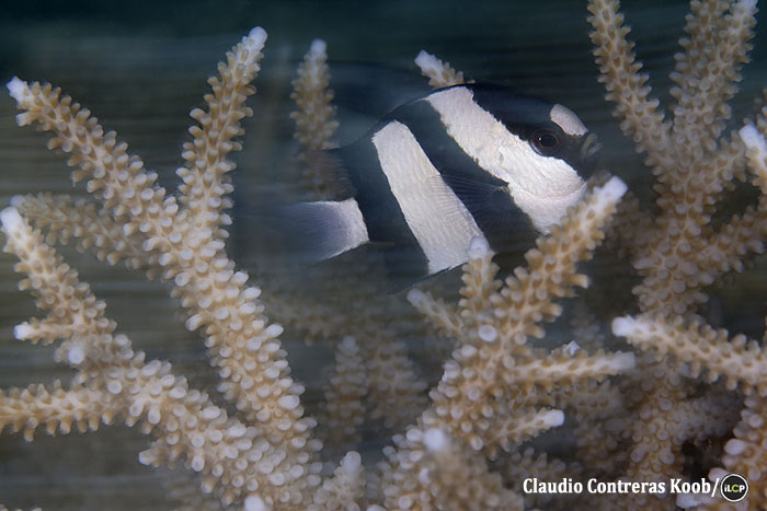 Humbug damselfish