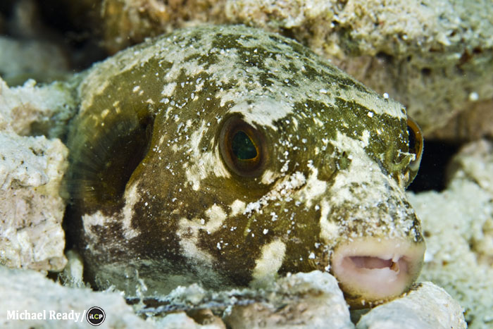 Pufferfish
