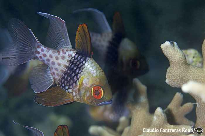 Pajama cardinalfish