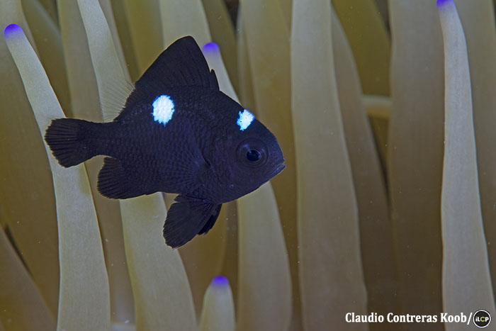 Three-spot damselfish