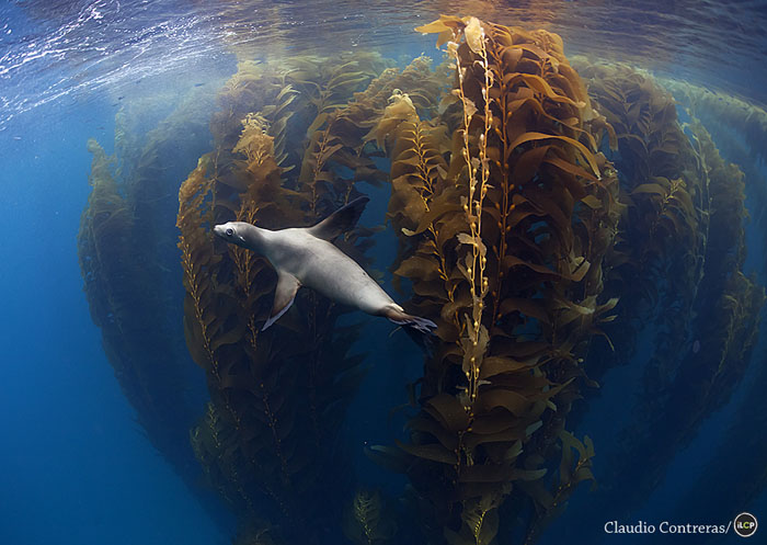 California sea lion swimming in a kelp forest.