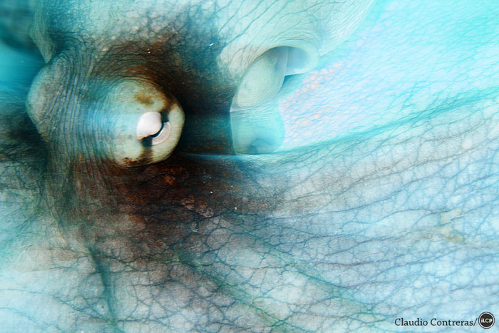 Close-up of an octopus.