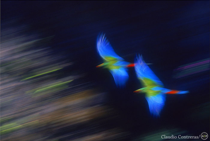 Military macaws in flight. Tehuacan, Mexico.