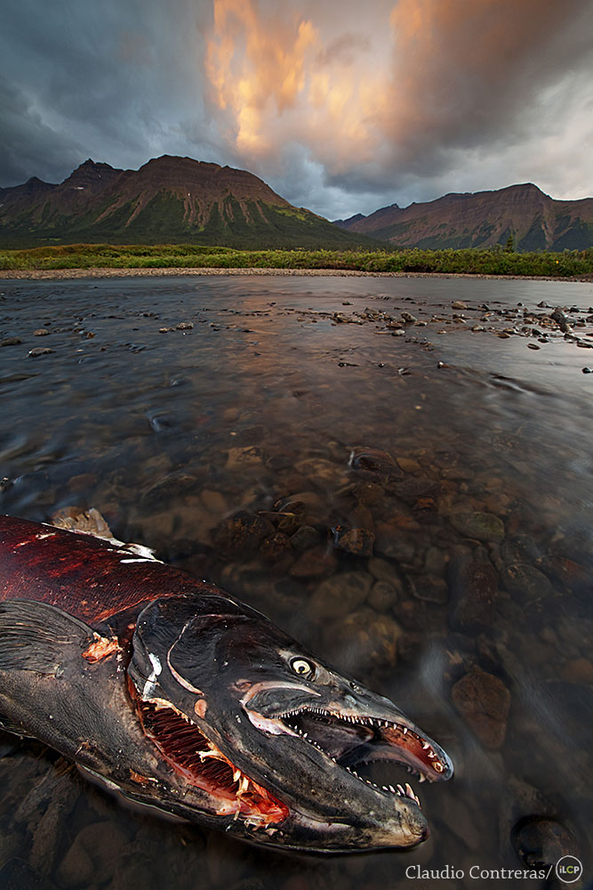 Sacred Headwaters, Northern British Columbia.