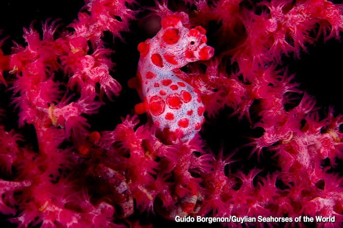 Photo: Guido Borgenon/Guylian Seahorses of the World