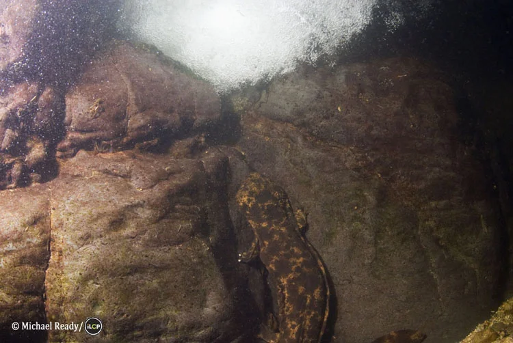 A Japanese giant salamander ( Andrias japonicus ) faces the current in a river pool. This ancient amphibian grows up to 56 inches (142 cm) in length and is believed to have a lifespan possibly over 100 years.