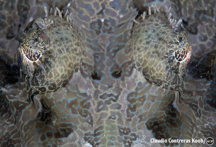Crocodile flathead.
