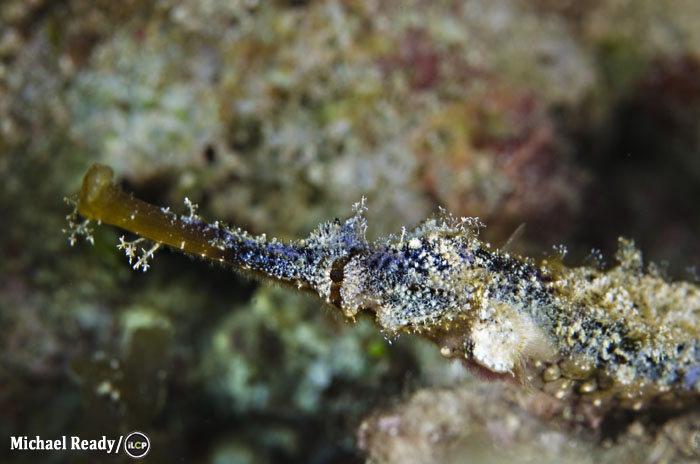Winged pipefish.