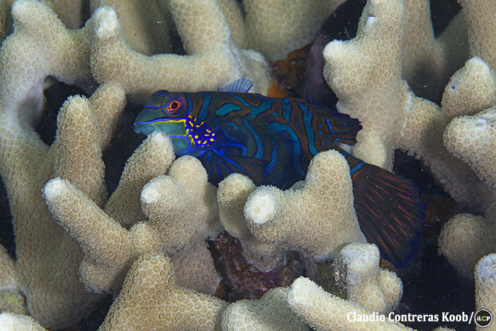 Mandarinfish