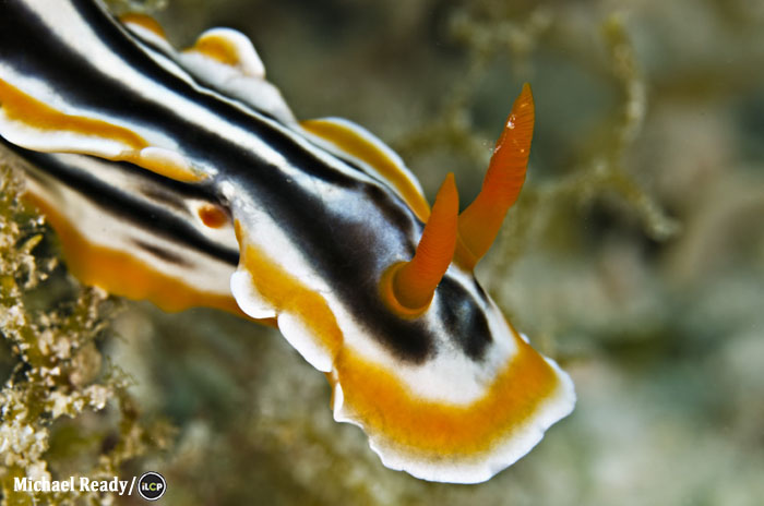 Nudibranche