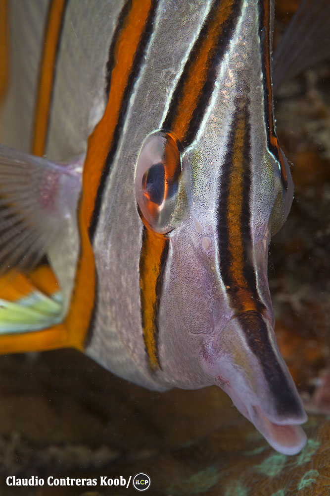 Copper-banded butterflyfish