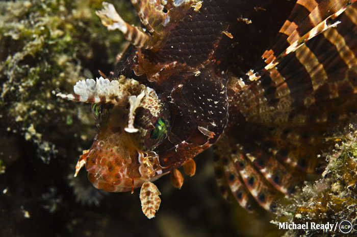 Redfin lionfish by Michael Ready/iLCP