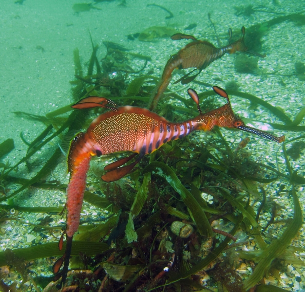 A pair of male seadragons. Eggs are visible on their brood patch on their tails. Photo: Keith Martin-Smith/Project Seahorse