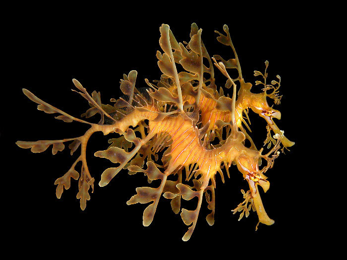 A pair of leafy seadragons swimming together. The leaf-like appendages help the animals to blend in with their surroundings. They are not used for locomotion. Photo: Dave Harasti/daveharasti.com