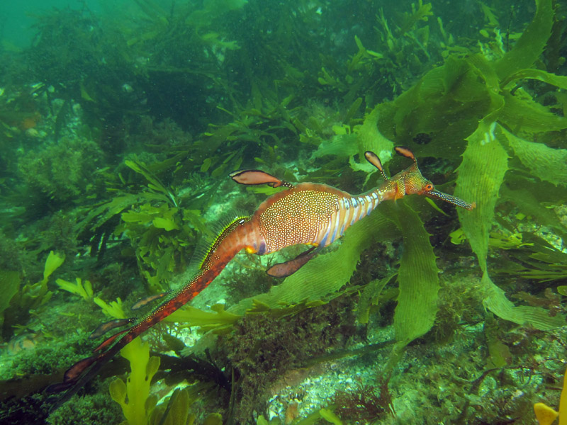 A weedy seadragon swimming above a kelp bed. Seadragons inhabit seagrasses, kelp beds and rocky coral reefs. Photo: Keith Martin-Smith/Project Seahorse
