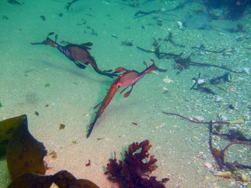 Weedy seadragons gather in large groups of 20 or more individuals to breed, akin to 'lekking' behaviour in some land animals. Photo: Keith Martin-Smith/Project Seahorse