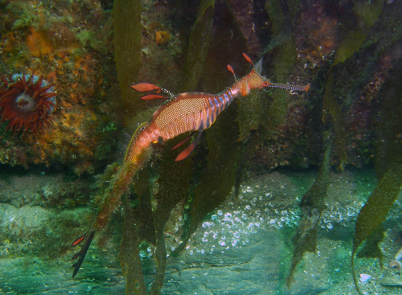 As in the case of seahorses, male seadragons carry the fertilized eggs. Instead of carrying them in pouches, seadragons carry them on brood patches, a specialized area of skin on the underside of their tails. Here, a male carries eggs that have become covered in algae as they develop. Photo: Keith Martin-Smith/Project Seahorse