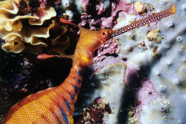 Like seahorses, seadragons belong to the family Syngnathidae. 'Syn' means fused and 'gnathus' means jaw. All syngnathids have fused jaws.