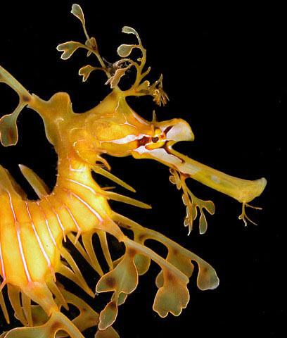 A leafy seadragon in profile. Photo: Dave Harasti/daveharasti.com