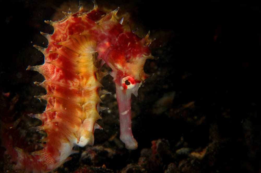 Guylian Seahorses of the World