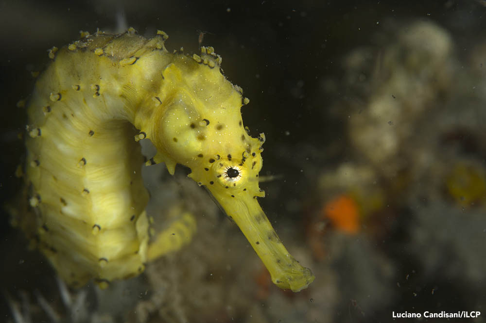 A tiger-tail seahorse ( H. comes ) in one of the marine protected areas Project Seahorse has established with local communities in the Philippines. Luciano Candisani/iLCP