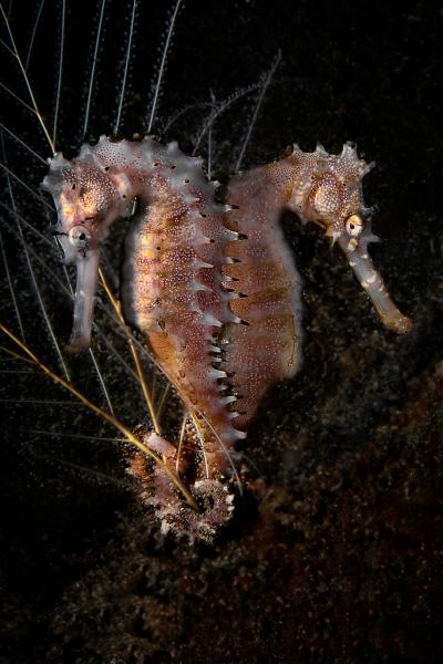 Photo: Bettina Balnis/Winning entry - Guylian Seahorses of the World 2010