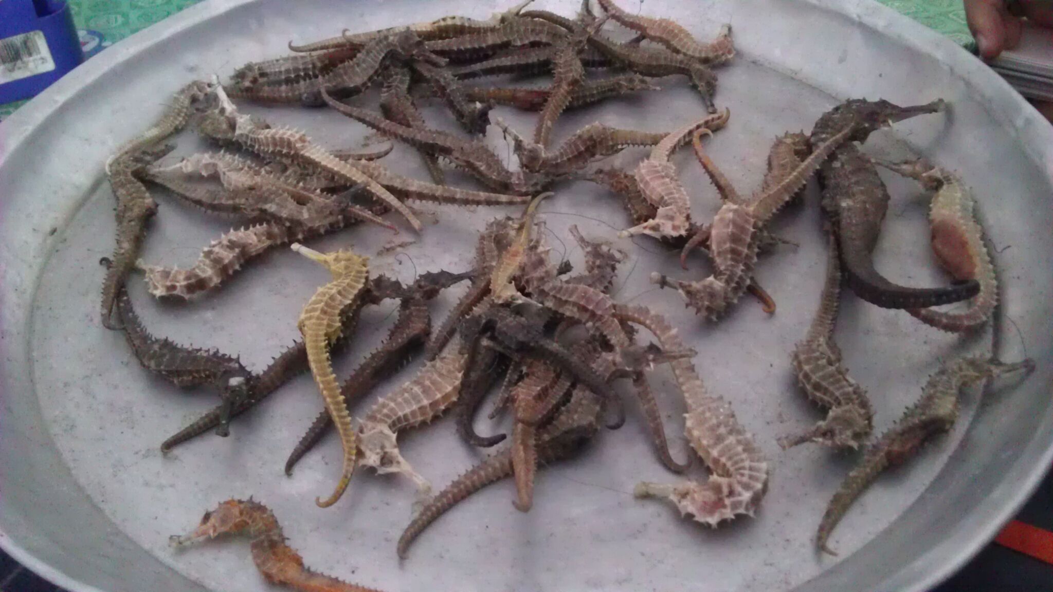 Seahorses collected by a local seahorse trader in Phuket, Thailand. The trader travels to ports in Phuket most afternoons to collect seahorses and other bycatch species (e.g., sea cucumber). TC Kuo/Project Seahorse 
