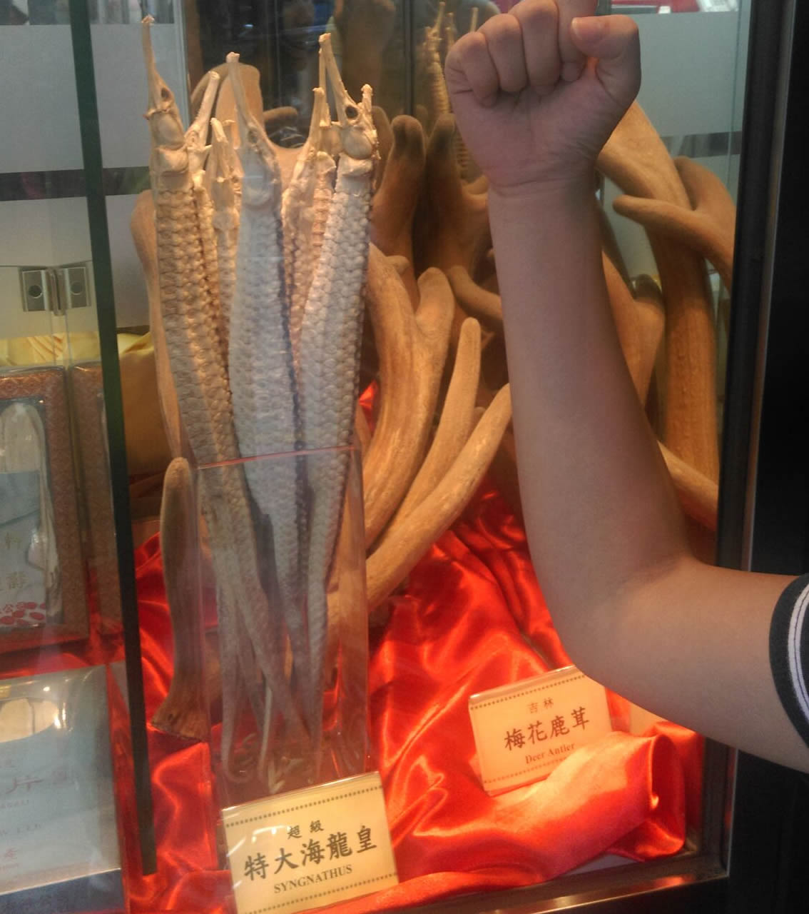 Pipehorses on display at a fancy traditional Chinese medicine (TCM) store in Hong Kong. Hong-kongers call these large pipehorses ( Solegnathus spp., mainly from Australia) “sea dragon” or “king of sea dragon.” They are often sold for TCM ingredients or luxury curios. Other similar shaped, but smaller Syngnathidae, called “sea moths” in Hong Kong, have very low economic values. TC Kuo/Project Seahorse