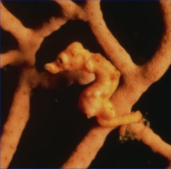 Hippocampus denise . Phonto by Denise Tackett.