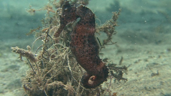 Fran Otero/iSeahorse.org