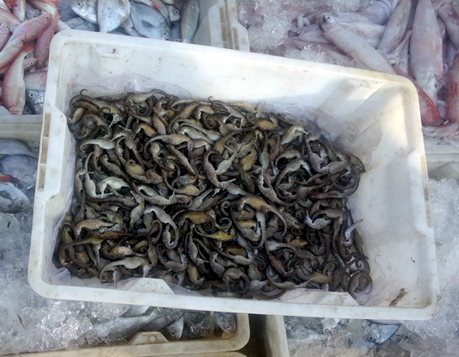 Seahorses ( Hippocampus trimaculatus ) landed along with a few other small fishes caught by a bottom trawler at Qinglan Fishing Port, Wenchang, Hainan Province, China.