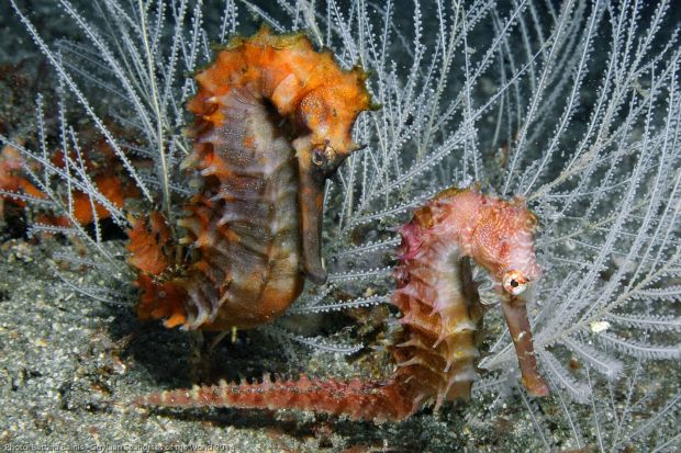 Hippocampus histrix. Photo by Bettina Balnis/Guylian Seahorses of the World
