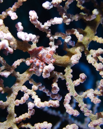 Hippocampus bargib anti , Bargibant’s pygmy seahorse. Photo by iSeahorse user sorcrs.