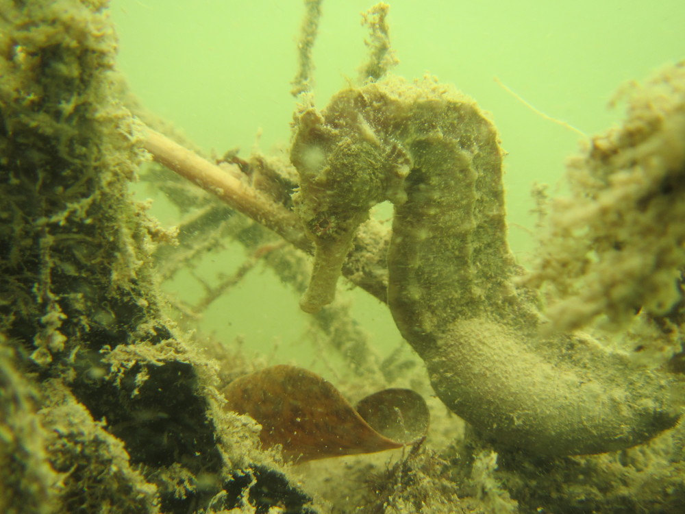 Hippocampus kuda, Spotted seahorse. Photo by Lindsay Aylesworth/Project Seahorse