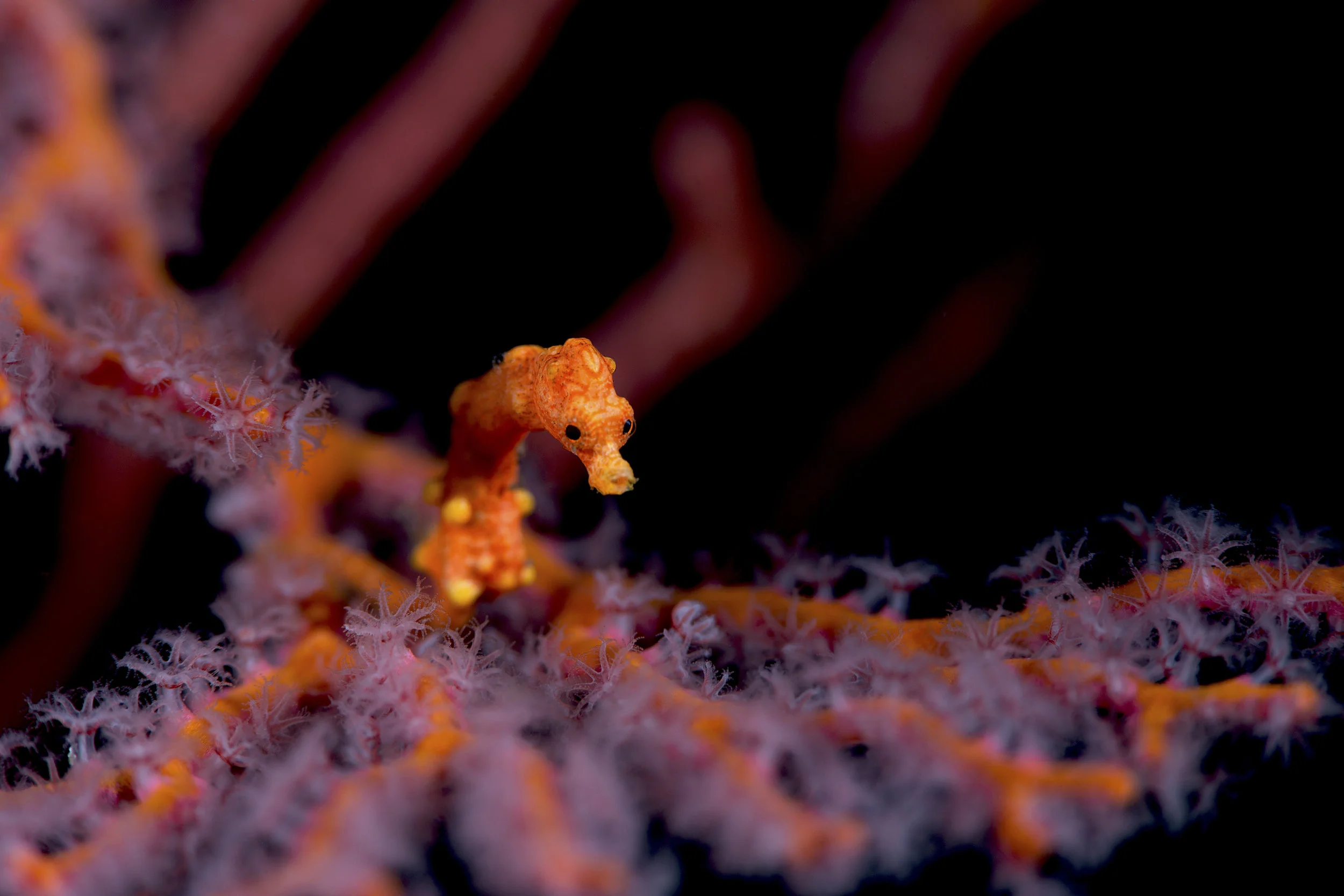 Winner of the 2014 Seahorses of the World photo competition. Hippocampus denise by Els van den Borre