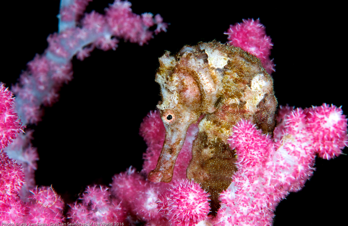 Second place Grand Prize, Spotted seahorse ( H. kuda ). Photo by Bruno van Saen/Guylian SOTW