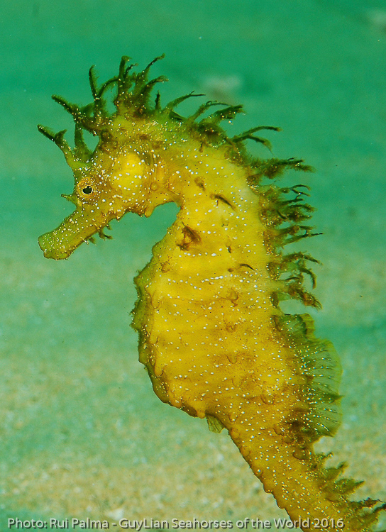 First place Public Prize. Long-snouted seahorse ( H. guttulatus ). Photo by Rui Palma/Guylian SOTW