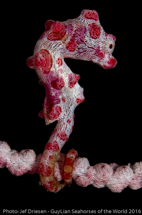 Third place Public Prize. Bargibant's pygmy seahorse ( H. bargibanti ). Photo by Jef Driesen/Guylian SOTW