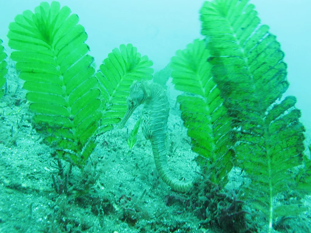 trimac-iseahorse-may2016.jpg