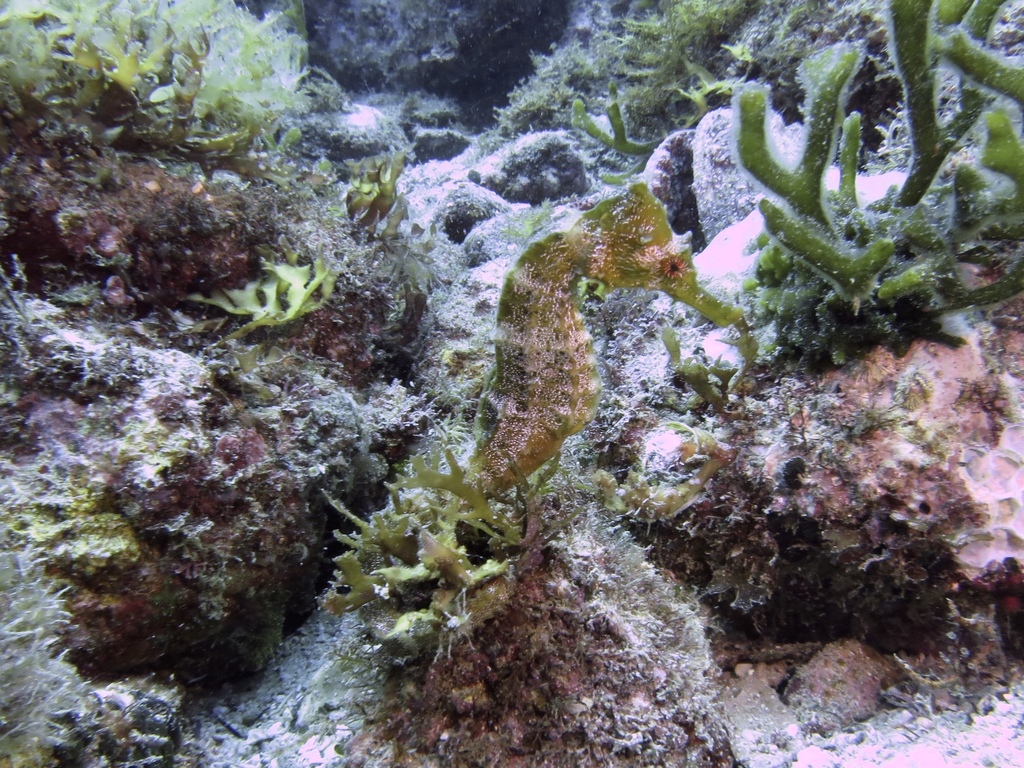 Hippocampus ingens, giant seahorse. Photo by iSeahorse user afelix.
