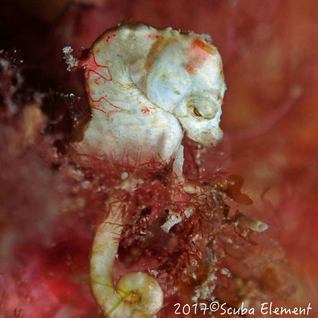 pontohi_iseahorse_scubaelement.jpeg