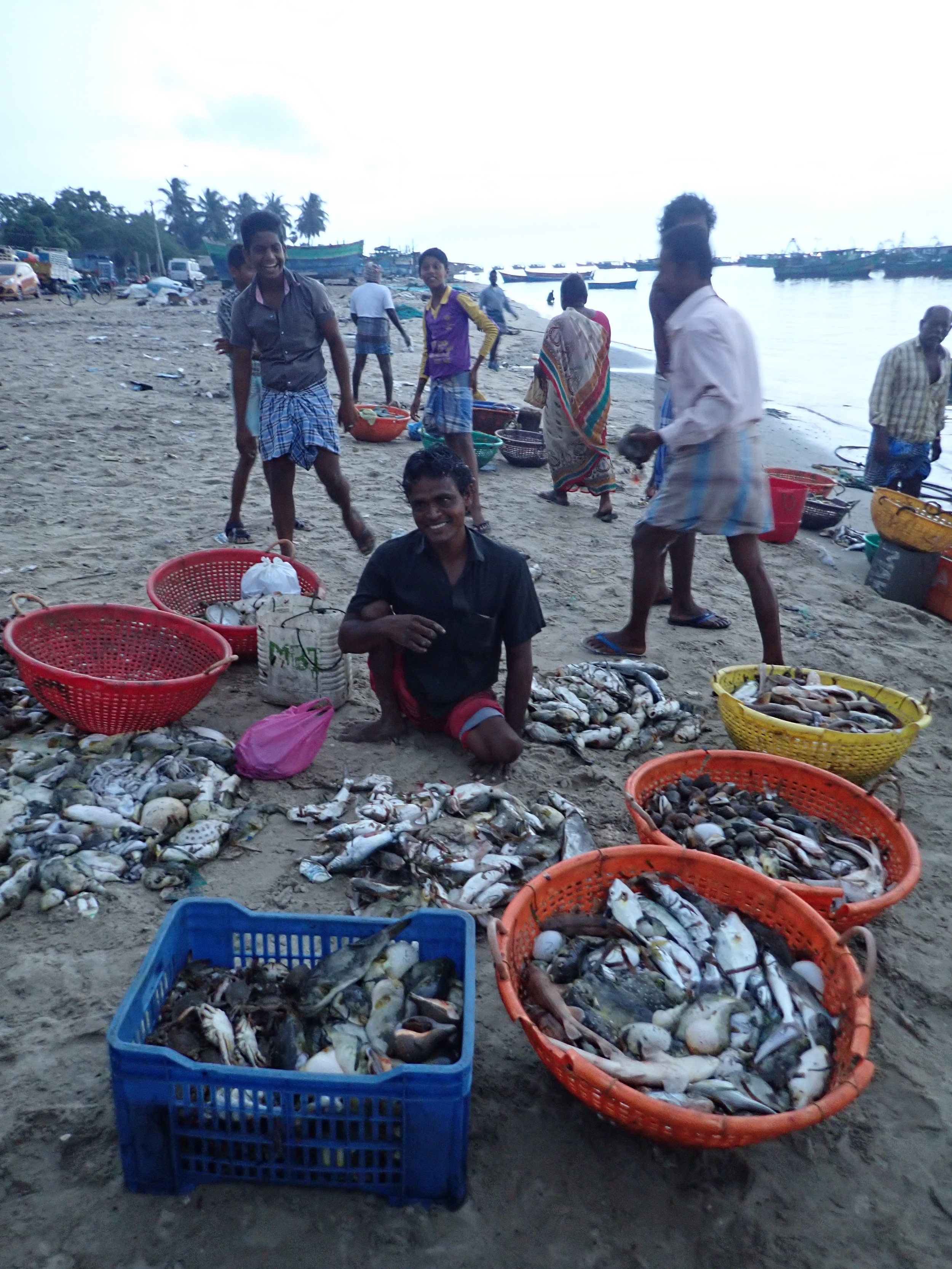 Sorted piles of marine life at a trawl landing site, Mandapam North, India. Photo by Amanda Vincent/Project Seahorse.