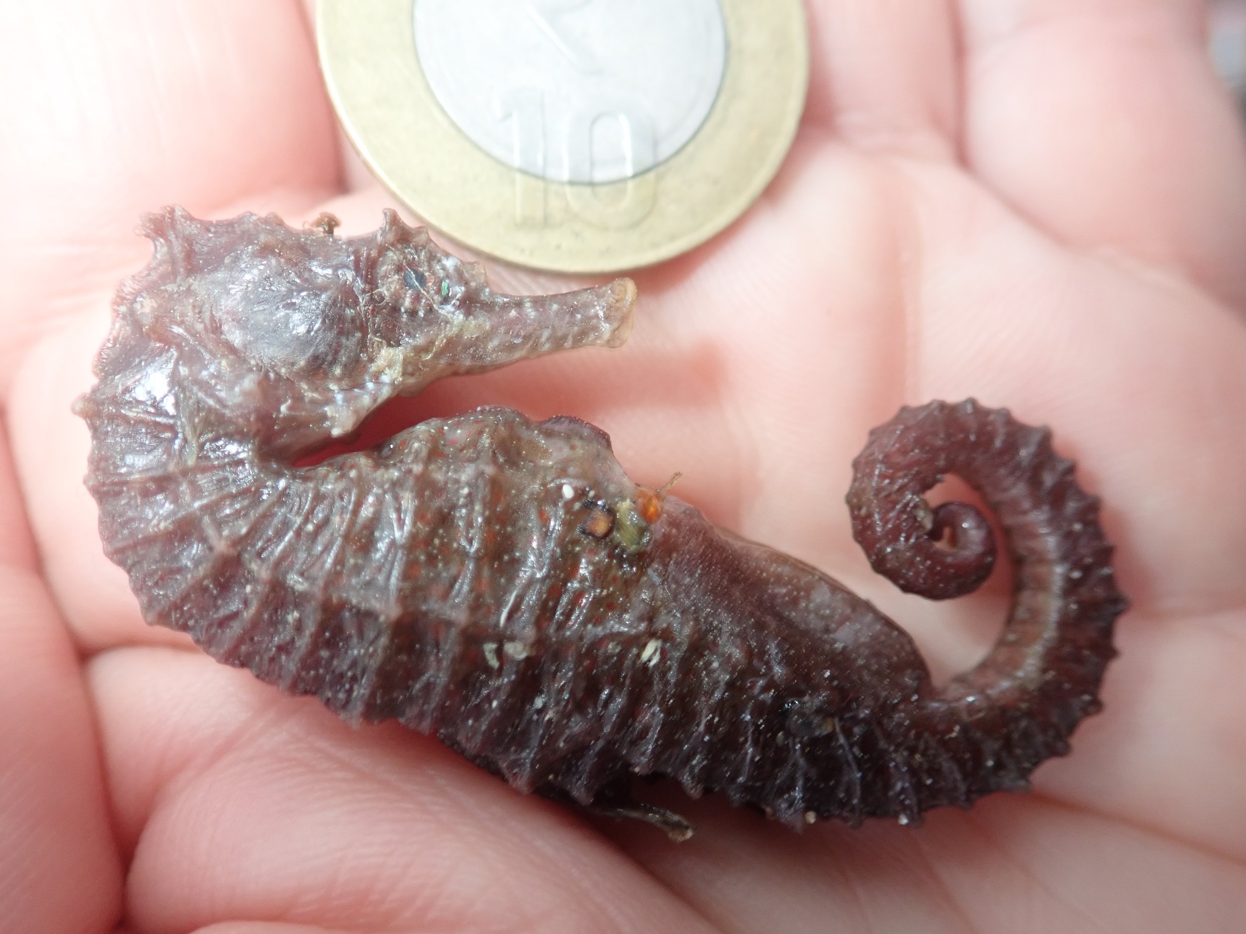 A Great seahorse ( Hippocampus kelloggi ) found in the baskets of miscellany (bycatch). Mandapam South, India. Photo by Amanda Vincent/Project Seahorse.