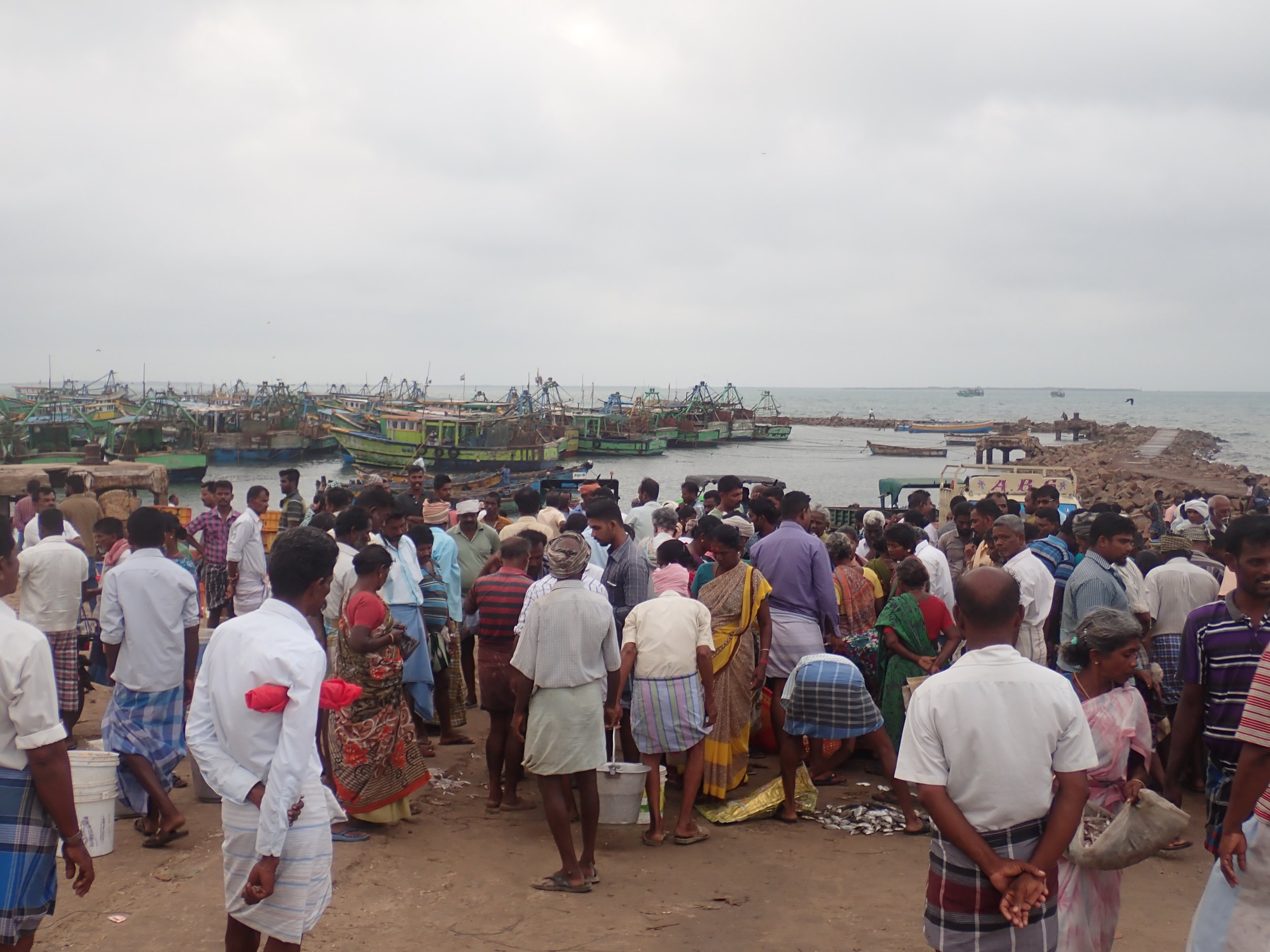 Trawl landing site in Mandapam South, India. Photo by Amanda Vincent/Project Seahorse.