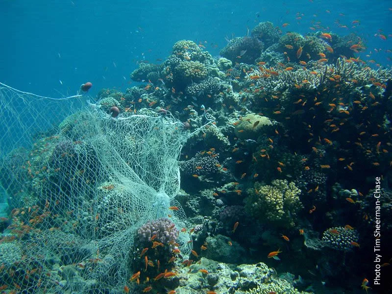 Fishing_Net_On_Reef_TimSheerman-Chase.jpg