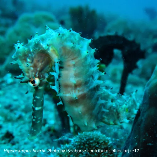 histrix_ollieclarke-iSeahorse.jpg