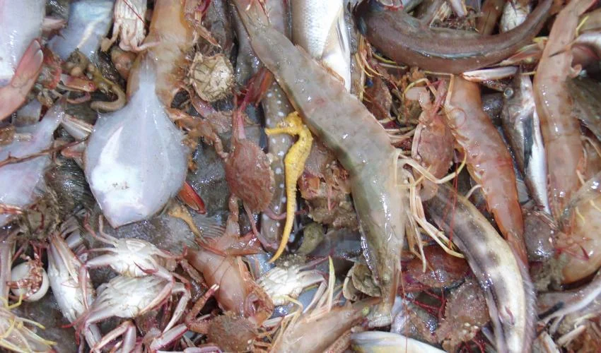 The incidental catch of seahorses and other organisms in shrimp trawls. Photo by Sarah Foster/Project Seahorse
