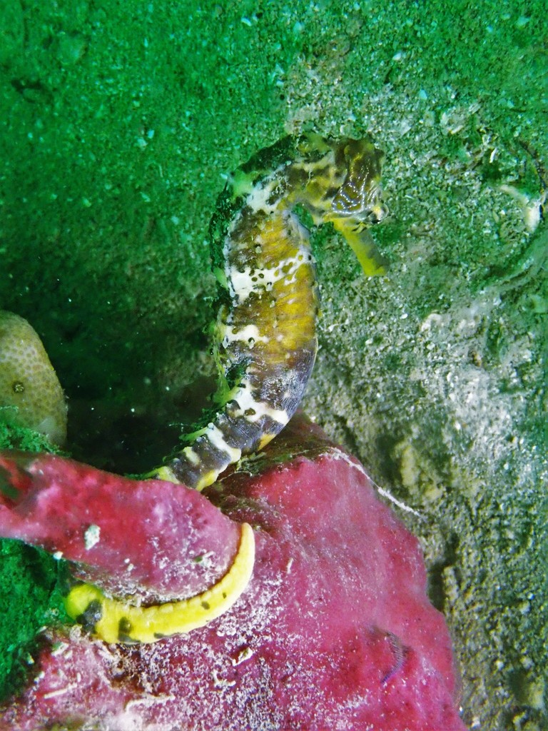 comes_iseahorse_tantsusoo.jpeg