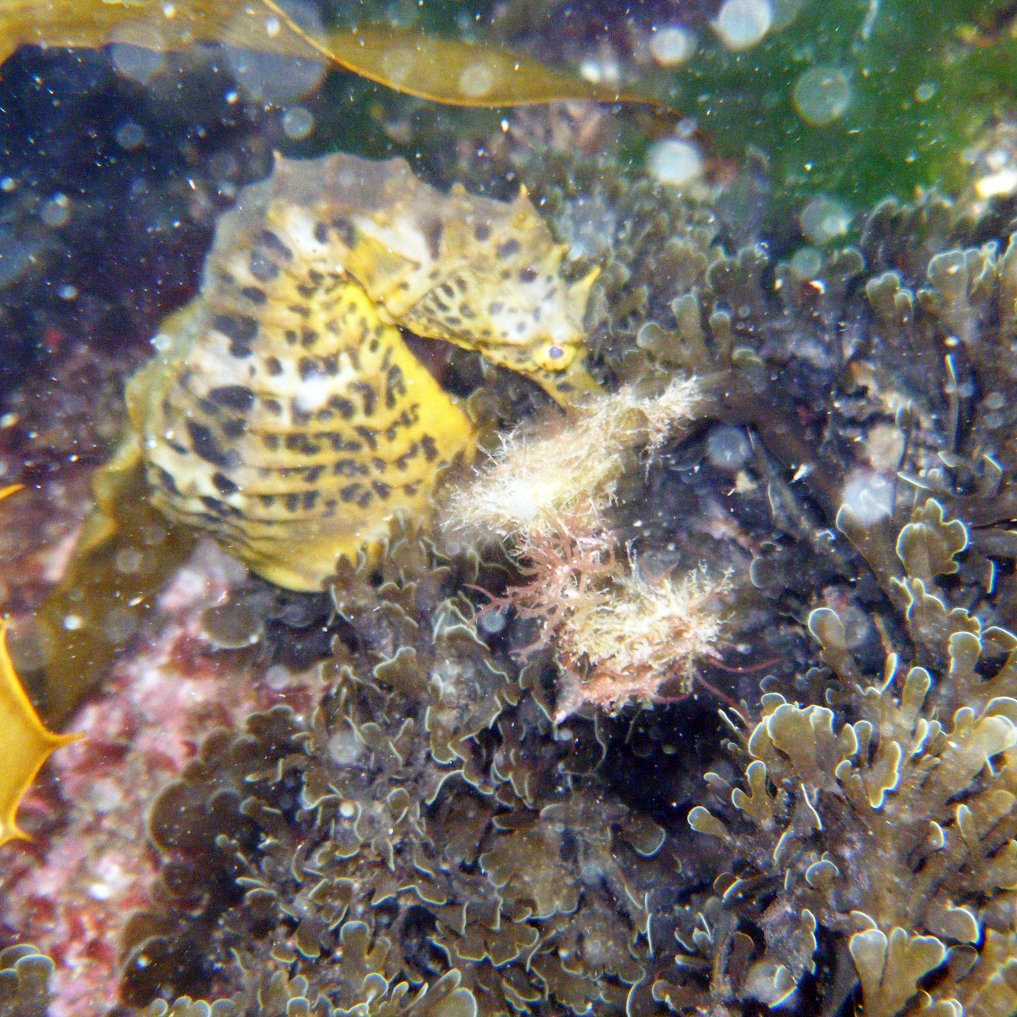Hippocampus abdominali s, Bigbelly seahorse, photo by psmythe , iSeahorse user