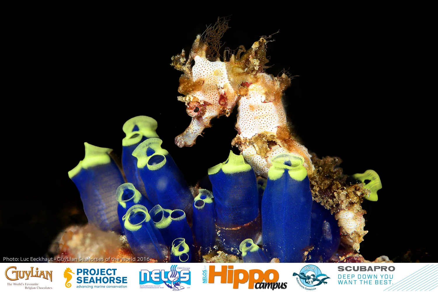Hippocampus spinosissimus . Photo by Luc Eeckhaut. Grand Prize winner of the 2016 Guylian Seahorses of the World photo competition.